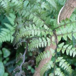 Athyrium Otophorum Var. Okanum - FougÃ¨re Femelle Du Japon