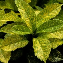 Aucuba Japonica Golden King - Laurier Du Japon PanachÃ©