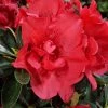 AzalÃ©e Hybride ENCOREÂ® Autumn Creach -Jardin De Fleurs Magasin Azalea Encore Autumn Creach 88764 1