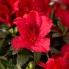 AzalÃ©e Hybride ENCORE Autumn Fire -Jardin De Fleurs Magasin Azalea Encore Autumn Fire 88765 1
