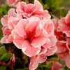 AzalÃ©e Hybride ENCOREÂ® Sunburst -Jardin De Fleurs Magasin Azalea Encore Sunburst 88778 1