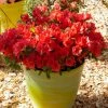 AzalÃ©e Hybride ENCOREÂ® Sunset -Jardin De Fleurs Magasin Azalea Encore Sunset 88780 1