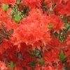 AzalÃ©e De Chine Koster's Brilliant Red - Azalea Mollis -Jardin De Fleurs Magasin Azalea de Chine Brilliant Red 84817 1
