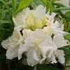 AzalÃ©e De Chine White Frills - Azalea Mollis -Jardin De Fleurs Magasin Azalea de Chine White Frills 84827 1