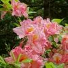 AzalÃ©e De Chine Cecile - Azalea Mollis -Jardin De Fleurs Magasin Azalee de Chine Cecile 84821 1