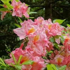 AzalÃ©e De Chine Cecile - Azalea Mollis