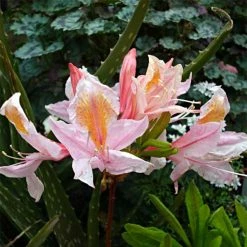 AzalÃ©e De Chine Delicatissima - Rhododendron (x) Occidentale