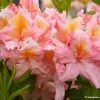 AzalÃ©e De Chine Demoiselles De Boutiguery Callista - Rhododendron Hybride