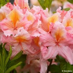 AzalÃ©e De Chine Demoiselles De Boutiguery Callista - Rhododendron Hybride