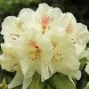 AzalÃ©e De Chine Harvest Moon - Azalea Mollis -Jardin De Fleurs Magasin Azalee de Chine Harvest Moon 84816 1