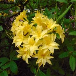 AzalÃ©e De Chine Narcissiflora - Azalea (x) Luteum