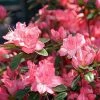 AzalÃ©e Japonaise Blaauw's Pink - Rhododendron Hybride -Jardin De Fleurs Magasin Azalee japonaise Blaauw s Pink 85720 1
