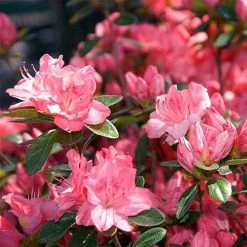 AzalÃ©e Japonaise Blaauw's Pink - Rhododendron Hybride