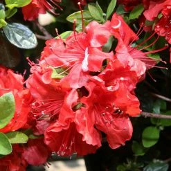 AzalÃ©e Japonaise Hot Shot