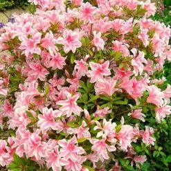 AzalÃ©e Japonaise Melle - Rhododendron Hybride