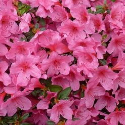 AzalÃ©e Japonaise Mme Van Hecke