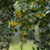 Azara Microphylla - Mimosa Du Chili -Jardin De Fleurs Magasin Azara microphylla 85983 1