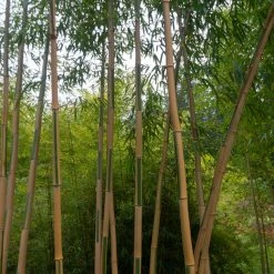 Bambou DorÃ© - Phyllostachys Aurea KoÃ¯