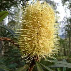 Banksia Integrifolia - Banksia CÃ´tier