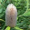 Banksia Serrata -Jardin De Fleurs Magasin Banksia serrata IF 16629 1