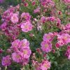 Rosier Bees Paradise Pink -Jardin De Fleurs Magasin Bees Paradise Pink 167212 1