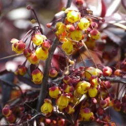 Berberis ThunderboltÂ® - Epine-vinette