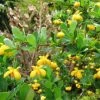 Berberis Buxifolia Nana - Epine-vinette Ã  Feuilles De Buis -Jardin De Fleurs Magasin Berberis buxifolia Nana ld Wallygrom 781560 1