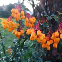 Berberis Lologensis Apricot Queen - Epine-vinette.