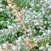 Berberis Media Red Jewel - Epine-vinette 2 Berberis Media Red Jewel - Epine-vinette -Jardin De Fleurs Magasin Berberis media Red Jewel 781561 2