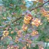 Berberis Ottawensis Auricoma - Epine-vinette. -Jardin De Fleurs Magasin Berberis ottawensis Auricoma 83957 1