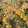 Berberis Stenophylla Corallina Compacta -Jardin De Fleurs Magasin Berberis stenophylla Corallina Compacta 84617 1