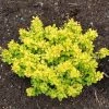Berberis Thunbergii Bonanza Gold - Ã‰pine-vinette De Thunberg -Jardin De Fleurs Magasin Berberis thunbergii Bonanza Gold 100395 1