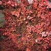 Berberis Thunbergii Fireball - Epine-vinette -Jardin De Fleurs Magasin Berberis thunbergii Fireball 781669 1