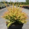 Berberis Thunbergii Golden Dream - Ã‰pine-vinette