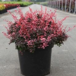 Berberis Thunbergii Inspiration - Ã‰pine-vinette