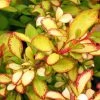 Berberis Thunbergii Limoncello - Epine-vinette -Jardin De Fleurs Magasin Berberis thunbergii Limoncello 87377 1