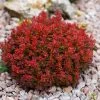 Berberis Thunbergii Lutin Rouge - Epine-vinette Naine