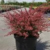 Berberis Thunbergii Orange Dream -Jardin De Fleurs Magasin Berberis thunbergii Orange Dream 83039 1 1