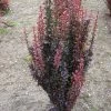 Beberis Thunbergii Red Rocket - Epine-vinette -Jardin De Fleurs Magasin Berberis thunbergii Red Rocket 87958 1