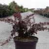 Berberis Thunbergii Toscana -Jardin De Fleurs Magasin Berberis thunbergii Toscana 100401 1