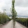 Betula Pendula Fastigiata - Bouleau FastigiÃ© -Jardin De Fleurs Magasin Betula pendula Fastigiata 83968 1