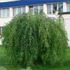 Bouleau Pleureur Youngii - Betula Pendula -Jardin De Fleurs Magasin Betula pendula Youngii 83970 1