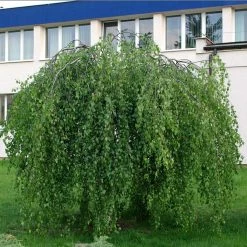 Bouleau Pleureur Youngii - Betula Pendula