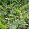 Blechnum Chilense -Jardin De Fleurs Magasin Blechnum chilense 89866 1