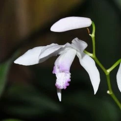 Bletilla Striata Kuchi-beni - OrchidÃ©e Jacinthe