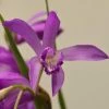 Bletilla Striata Soryu Blue Dragon - OrchidÃ©e Jacinthe Bleue -Jardin De Fleurs Magasin Bletilla striata Soryu V 5034 1