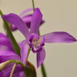 Bletilla Striata Soryu Blue Dragon - OrchidÃ©e Jacinthe Bleue