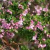 Boronia Crenulata Shark Bay - Boronie Ã  Feuilles CrÃ©nelÃ©es -Jardin De Fleurs Magasin Boronia crenulata Shark Bay 100406 1