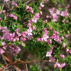 Boronia Crenulata Shark Bay - Boronie Ã  Feuilles CrÃ©nelÃ©es