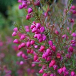 Boronia Heterophylla - Boronie Ã  Feuillage VariÃ©.